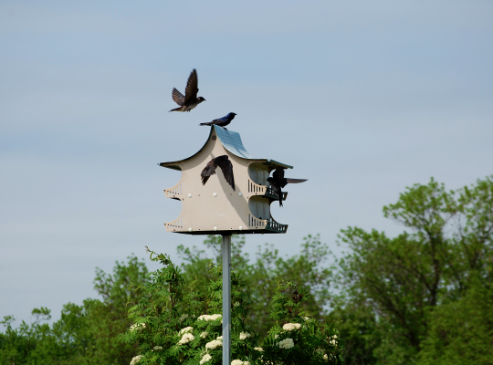 saukinac-bird-house.jpg